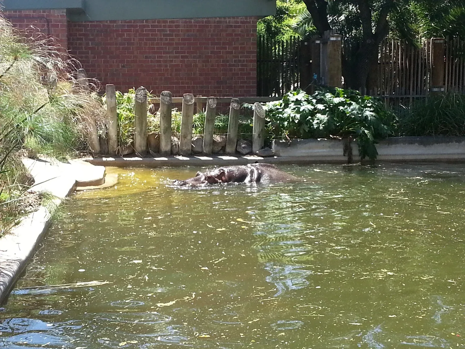Um hipopótamo em Adelaide, Dezembro de 2012
