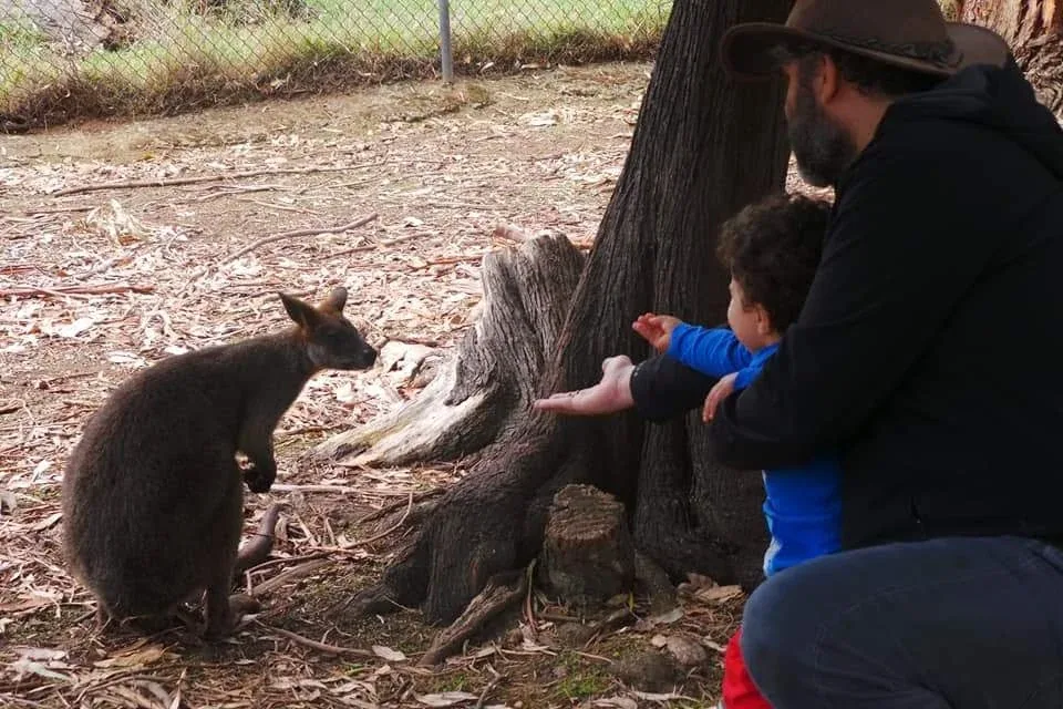 A dar de comer a um wallaby